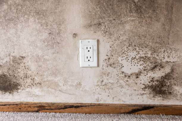 Best Mold Odor Removal Services  in River Edge, NJ